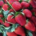 清洗草莓時，發現草莓掉色還能吃嗎？其實這是正常現象，不用扔掉