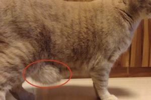 破解《貓咪肥肥小肚肚》的由來，其實那是原始特徵不是胖啦！
