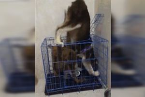 網友為了防止二哈欺負另一隻狗，於是把二哈關在籠子外，結果沒想到…