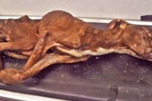 在垃圾桶發現一隻快要死掉的狗狗，沒想到牠努力想要活下去的背後...有著極盡殘忍的真相！