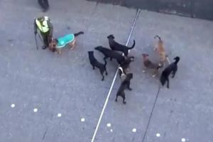 一群狗狗跟隨著警犬，群狗老大我們是來接你回去的