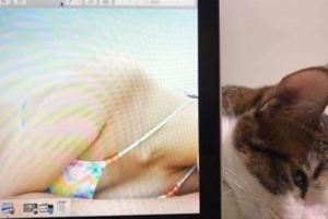 鏟屎官趁喵睡著的時候偷偷PO了張照片上網，主子知道以後生氣了