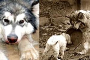 這隻飽受虐待雪橇犬，即將被安樂死前仍不忘將食物分給弱小的同伴..還好皇天不負苦心狗，發生奇蹟...!