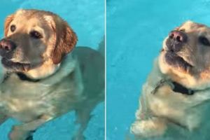 這只努力游著狗爬式的狗狗漸漸沒力下沉水中，結果它卻因此意外發現原來「自己以前都游得太辛苦了」！