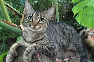 這54隻住在海明威故居的「六趾貓」在颶風厄瑪肆虐後，竟然全部...