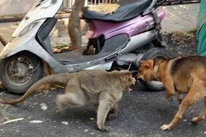 這只獼猴在路人面前幫孤兒小狗趕走惡犬，接著它轉身對狗狗做的事讓國際媒體都搶著報導！