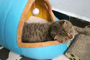 貓咪不肯睡新貓窩，直到有天一個意外發生......貓主子：蠢奴才，這才是正確的打開方式！
