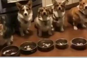 五條狗狗五個碗，其中一隻開飯的時候找不到自己飯碗的狗狗急哭了!