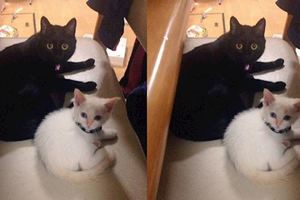 主人收養一隻「小白貓」，家裡的黑貓把牠當成小寶貝帶，沒想到「小白貓」長大後卻換了另一個畫風...