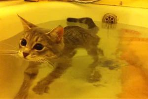 這隻小萌貓不但一點都不怕水，在浴缸中恣意優游的可愛模樣讓人不禁超羨慕牠的主人！