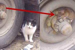 為了追避貓咪的追殺，冷靜的老鼠利用牠的保護色隱身於輪框上…最後的結果讓人覺得可惜！