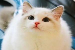 2017貓咪界全球最美面孔出爐了，第三名堪稱貓界瑪麗蓮夢露