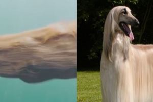 網友拍了狗狗游泳影片，但一PO上網，網友都說：「這到底是什麼鬼東西？！」