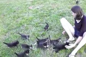 (影片)萌！小貓咪被訓練到會「排隊」跟主人走，可愛到網友看了都表示：「這是在天堂嗎？」