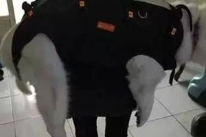 哈士奇老了，走不動道了，瘦弱的女生背著七十多斤的它走完餘生