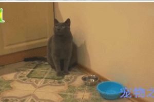 貓咪八次提醒主人自己的碗空了，主人故意視而不見，它的眼神亮了