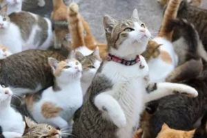 日本貓咪島呼籲大家郵寄貓糧，結果多到沒地放