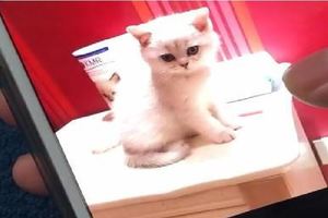 網友收養了一隻超萌小奶貓，養了半年後：我要報警，這貓是個騙子&主人正在看電視，突然聽到貓咪慘叫，趕過來一看笑噴了：還是貓？