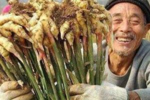 無論男女，早上在嘴裡含「1片姜」！可能會出現這3件好事