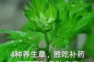 多吃4種養生草，勝吃補藥，還可預防各種疾病