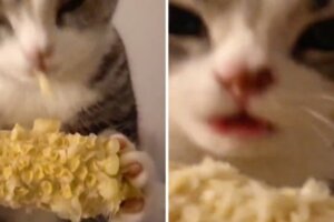 櫻桃嘴貪吃貓「失控狂嗑玉米」　魔性咀嚼聲讓網友上癮：看了30分鐘