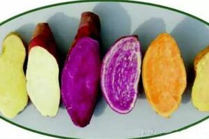 白薯、蕃薯、紫薯，哪個營養價值高？想不發胖，一定要吃它！