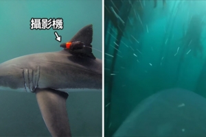 科學研究首次！攝影機翻拍「大白鯊獵食視角」　奇蹟影片超乎學者預料