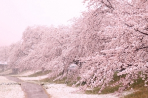 日本關東4月超反常落雪！　推特狂晒罕見「雪櫻奇景」如置身夢境