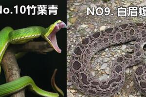 臺灣「最不能惹的10大毒蛇」，竹葉青、五步蛇淪為初級，看到後面已經瑟瑟發抖