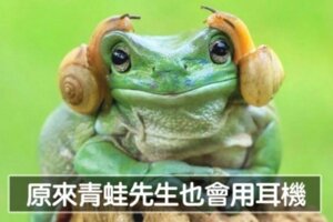 20張「比動畫電影更精彩」的大自然動物照　每一隻都是戲精