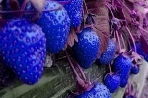 樹上長雞蛋，藍色的草莓。帶你見識世界上奇特的果實