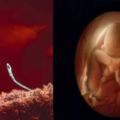 攝影師花費10年拍攝精子進到體內到胎兒成形！人體超奧妙震撼照！