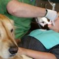 這間牙醫診所為了解決病人緊張問題僱用了一位「新牙助」，大家看到牠在協助看診的可愛模樣都想衝去掛號了！