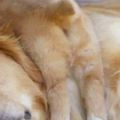 「讓我多睡一會吧」10張被小毛頭累壞的狗媽貓爸照片，網友看了直呼：當父母真的超不容易！