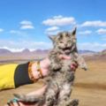 在西藏旅行時，在海拔5000米的高原撿到一隻小貓！帶去檢查後，獸醫的一句話讓他們又驚又喜！這下真的撿到寶了！