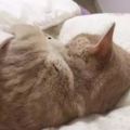 貓咪不但喜歡睡在鏟屎官身邊，還一定要鑽被窩枕枕頭，於是他想到了一個超棒的點子！