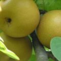 這7種水果可以幫助腎結石快速排出？快分享給有用的人