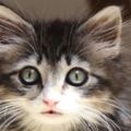 當初收養小流浪貓就是看它太可憐了，長大後它的胡須和眼睛超漂亮