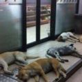 狗狗組團集體到超市門口「躺屍」，旁人湊近一看卻哭笑不得