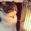 東京低溫創下48年新紀錄，一隻貓因此成網紅，「凍成貓」成熱點