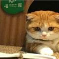 貓咪目不轉睛伏案看書，鏟屎官困惑不已，仔細一看忍不住笑噴&吸貓愛好者福利日本一隻喵星人憑這組餐桌照走紅