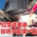 這隻搜救犬在地震災區「竭盡全力搜救」，找到7位生還者後「卻嚥下最後一口氣」！