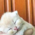 小奶貓趴在手掌上睡著了，好萌，網友：好小啊！