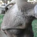 這名女子把袋鼠擺出吐舌頭模樣的自拍照上傳網路後，引起網友們也大肆分享動物的搶鏡照片！2015-05-25