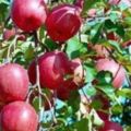 蘋果不僅是養生水果，還能夠治療很多疾病，可惜知道的太晚