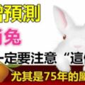 高僧預測：生肖兔，今年是你的人生十字路口，一定要注意一個人，尤其是75年的屬兔人