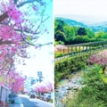 1萬6千顆櫻花讓你一次看個夠　2019年「三芝櫻花季」下個月就可以衝了