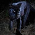 百年一見的「黑豹」被拍到現蹤非洲　網驚呼：漫威「瓦干達」快被發現了