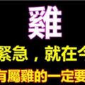 就在今天，如果你身邊或家裡有屬雞的人，一定要為他接福