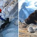浪浪尾隨登山隊爬喜馬拉雅　身心質素「比人類還強」登頂成史上第一狗！
